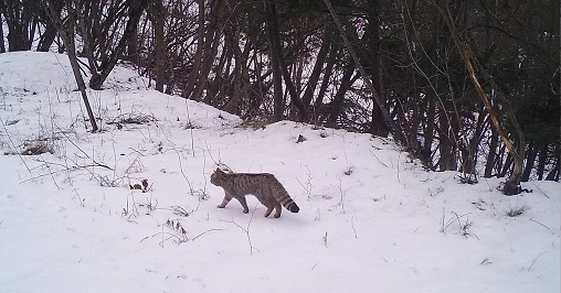 Gatto selvatico Monte Bondone